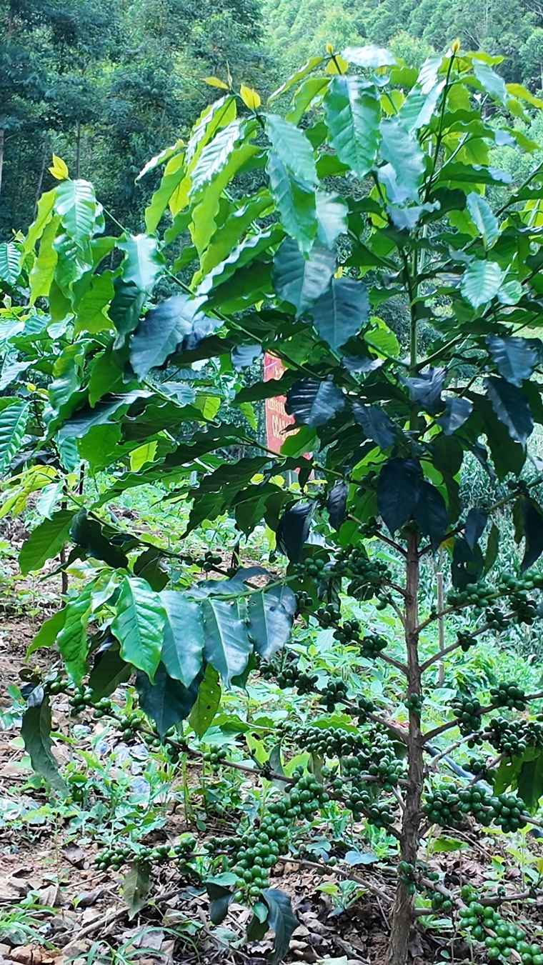 种植基地
